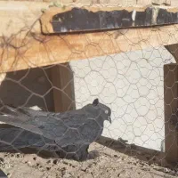 ۲ عدد کبوتر پر|پرنده|فارسان, |دیوار