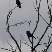 آموزش رانندگی خانم ها