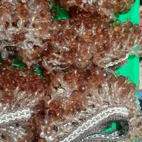 نوار کنار پرده