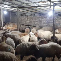 گوسفنده داشتی با بره ۵۰جفت|حیوانات مزرعه|پادنا علیا, |دیوار