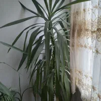گل  طبیعی آپارتمان