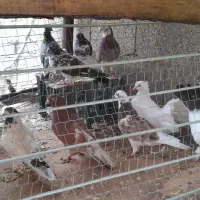 کبوتر