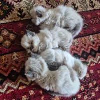 واگذاری توله گربه هیمالین
