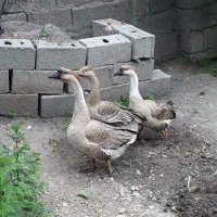 قو غاز نر و ماده آفریقایی اصیل و ماده دو رگ