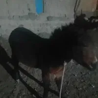 قاطر
