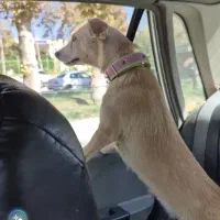 پت خونگی|سگ|اصفهان, پوریای ولی|دیوار