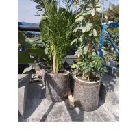 هرس کردن درخت ودرخچه وکاشت گل وگیاه و...|خدمات باغبانی و درختکاری|بندرعباس, |دیوار