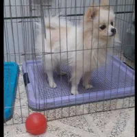 سگ پامرین|سگ|اصفهان, قائمیه|دیوار