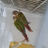 گرینچیک سانچیک دلوته پاید عروس هلندی