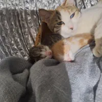 واگذاری گربه با سه بچه سه روز