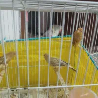 سلام 3تاجوجه قناری4ماه|پرنده|قوچان, |دیوار