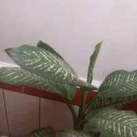 دیفن فروشی|گل و گیاه طبیعی|ایذه, |دیوار