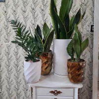 گل سانسوریا و زامفولیا