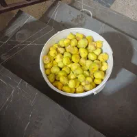 انجیر کیلویی ۱۴۰