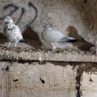 کاشانی|پرنده|مسجد سلیمان, |دیوار