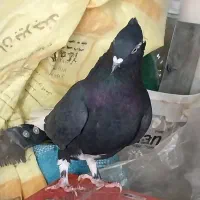 کفتر زاغ دم سفید ماده