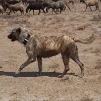 سگ ماده جهت فروش پدر ومادر افغان و سراب|سگ|اراک, |دیوار