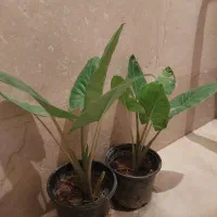 بابا ادم|گل و گیاه طبیعی|تهران, ائمه اطهار|دیوار