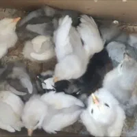 جوجه گلین طوسی