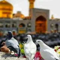 تور مشهد زمینی همه روزه