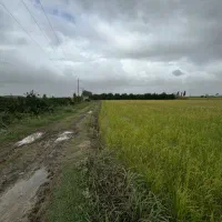 ۶۰۰۰متر زمین شالیزاری واقع در رستمکلا جویبار|فروش زمین و ملک کلنگی|قائم‌شهر, |دیوار