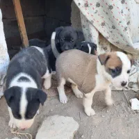 سگ پیتبول ماده ۲ماهه