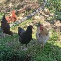 مرغ وخروس محلی|حیوانات مزرعه|کلیبر, |دیوار