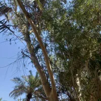 خرید درخت اکالیپتوس|خدمات باغبانی و درختکاری|بندر امام خمینی, |دیوار