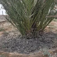 ۸۰ پاجوش دمیل کبکاب خوصی مجانی