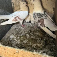 پلنگ نواتی|پرنده|بروجرد, |دیوار