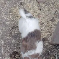 سگ سرابی نر|سگ|سراب, |دیوار