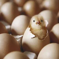 تبدیل تخم به جوجه و فروش تخم نطفه دار و جوجه