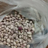 نخود ولوبیا چیتی گرد و عدس محلی درجه یک و عالی|عمدهفروشی|الیگودرز, |دیوار