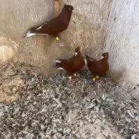 کبوترسرخ دم سفید|پرنده|اقبالیه, |دیوار