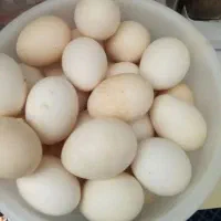 تخم مرغ محلی نطفه دار