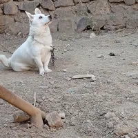 پا کوتاه سرابی