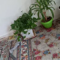گل طبیعی|گل و گیاه طبیعی|سرپل ذهاب, |دیوار
