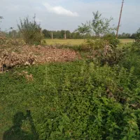 زمین کاملا مسکونی بر اسفالت|فروش زمین و ملک کلنگی|شفت, |دیوار