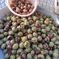 گردو درجه یک