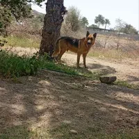 سگ ژرمن اصل