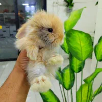 خرگوش لوپ|موش و خرگوش|تهران, بریانک|دیوار