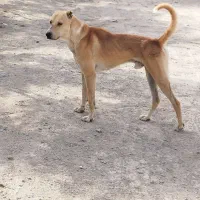 سگ نرو ماده سراب نگهبان قرچک