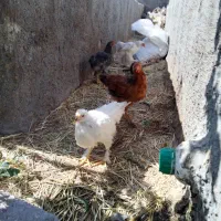جوجه برهما 5ماهه
