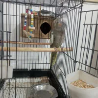 فروش عروس هلندی سالم و سرحال