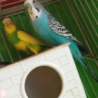 قناری|پرنده|مشهد, کارمندان دوم|دیوار