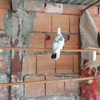 کبوتر پرشی و جوجه کشی|پرنده|بهشهر, |دیوار