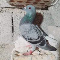 کبوتر مسافتی|پرنده|گنبد کاووس, |دیوار