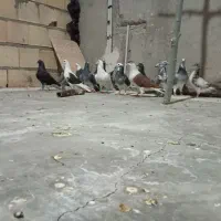 کبوتر پرنده