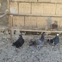کبوتر مخلف|پرنده|کاشان, پایانه مسافربری|دیوار