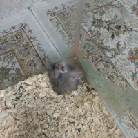 واگزاری رایگان همستر
